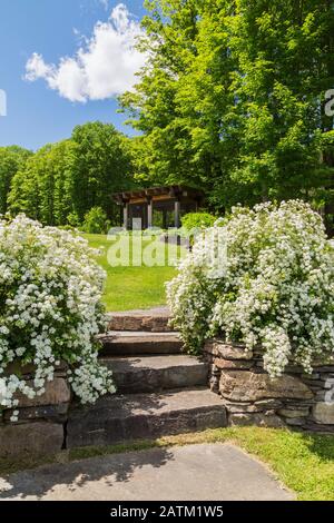 Natural stone steps and wall bordered by white flowering Spiraea prunifolia 'Bridal Wreath' - Spirea shrubs in residential backyard garden with gazebo. Stock Photo