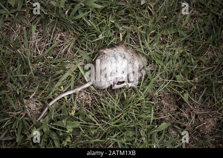 freshly dead rat (Rattus) lying on grass Stock Photo