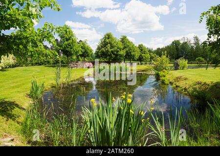 Pond planted with Typha latifolia - Cattail, yellow Iris pseudacorus 'Variegata' flowers bordered with Salix - Willow shrubs, red adirondack chairs Stock Photo