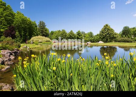 Rock edged pond with yellow Iris pseudacorus 'Variegata' flowers and bordered by Salix - Willow, Tilia, Linden trees and natural stone wall Stock Photo