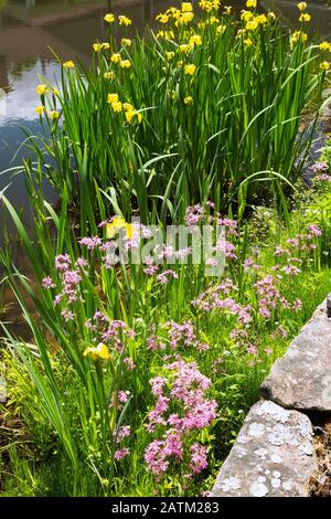 Pink Lobelia in rock edged pond with yellow Iris pseudacorus 'Variegata' flowers in residential backyard garden in late spring Stock Photo