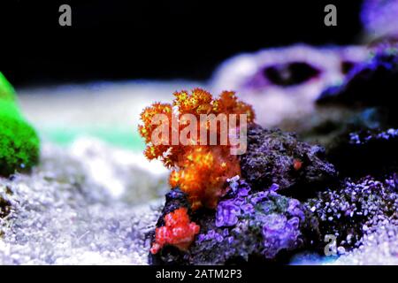 Orange Flower Tree Coral - Scleronephthya spp. Stock Photo