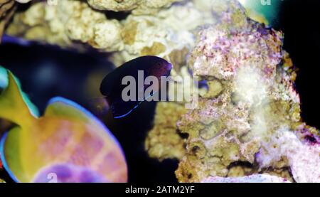 Pygmy Yellowtail dwarf Angelfish - (Centropyge flavicauda) Stock Photo