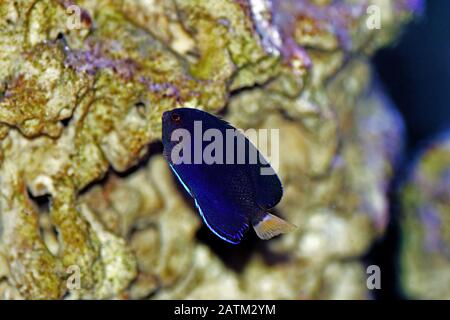 Pygmy Yellowtail dwarf Angelfish - (Centropyge flavicauda) Stock Photo