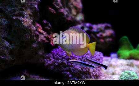 Bluestreak cleaner wrasse cleaning parasites from Blue Atlantic Tang Stock Photo