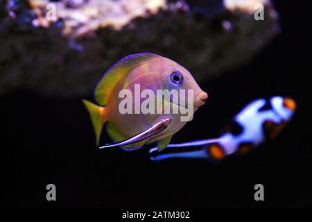 Bluestreak cleaner wrasse cleaning parasites from Blue Atlantic Tang Stock Photo