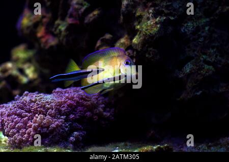 Bluestreak cleaner wrasse cleaning parasites from Blue Atlantic Tang Stock Photo