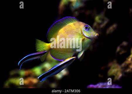 Bluestreak cleaner wrasse cleaning parasites from Blue Atlantic Tang Stock Photo