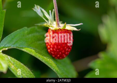 Closeup view of fresh wild strawberries growing in the forest. Image Stock Photo
