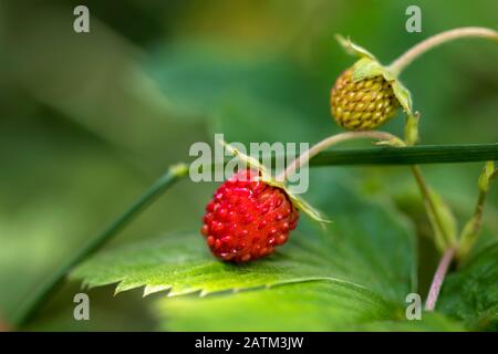 Closeup view of fresh wild strawberries growing in the forest. Image Stock Photo