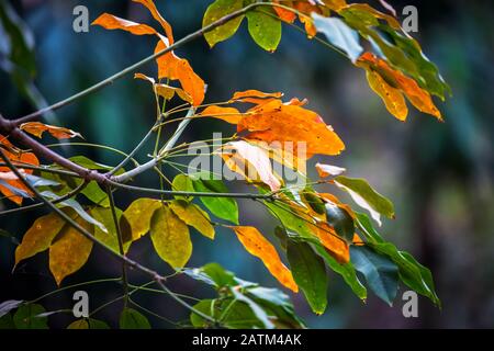 Close-up of Colorful Rubber Tree leaves in Rubber tree Plantation. Stock Photo
