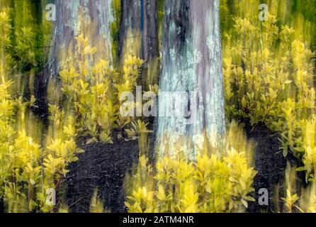Abstract Tree Blur - Asheville, North Carolina, USA Stock Photo