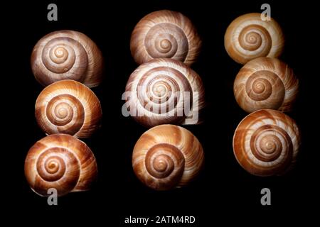 Close-up of decorative snail shells against black background - Brevard, North Carolina Stock Photo
