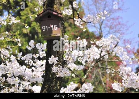 Beautiful white flower and the tree in Chiayi County Stock Photo