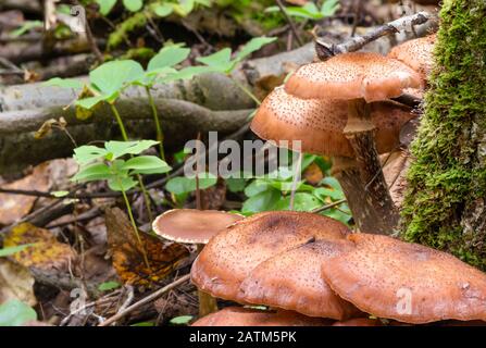 A cluster of honey fungus, Armillaria mellea, growing around the base of a tree in an autumn woodland in Central Alberta, Canada Stock Photo