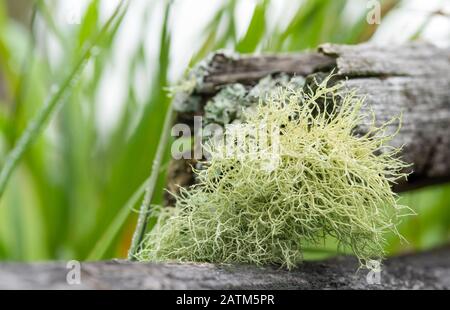 Wolf lichen, Letharia lupina, growing on decaying wooden logs in central Alberta, Canada Stock Photo
