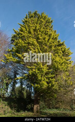 Winter Foliage of an Evergreen Monterey Cypress Tree (Cupressus macrocarpa 'Goldspire') with a Blue Sky Background in a Garden in. Devon, England, UK Stock Photo