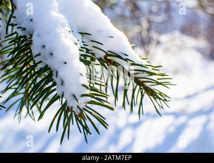 fresh fallen snow on a spruce tree Stock Photo