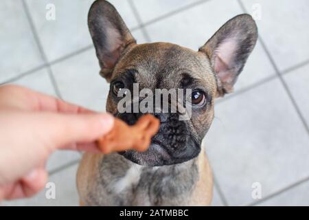 Cute French Bulldog puppy looking at defocused easter bunny shaped dog treat cookie Stock Photo