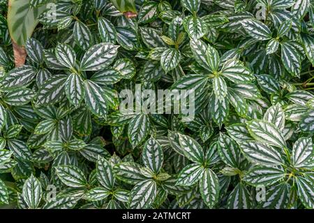 Pilea cadierei or aluminium plant, watermelon pilea houseplant with oval green leaves texture. Tropical plant leaves nature background texture Stock Photo