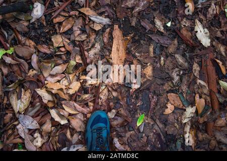 Hiking in the forest, exploring nature concept with men stepping on forest floor covered with dry leaves. Human nature interaction Stock Photo