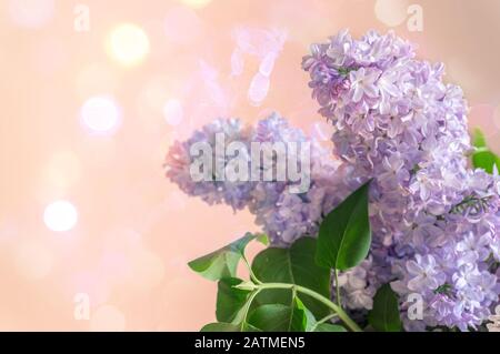 Violet blue lilac flowers with artistic bokeh light on backdrop. Modern spring flower background Stock Photo