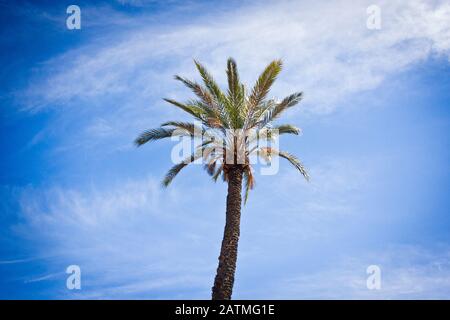 A palm tree against blue sky in Marrakesh, Morocco