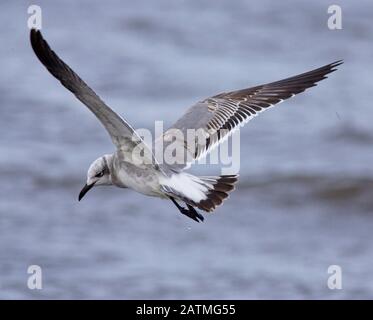 Laughing Gull (Larus atricilla), first winter (1w) in flight, St Mary's, Isles of Scilly, Cornwall, England, UK. November 2005 Stock Photo