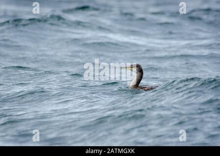 European Shag (Phalacrocorax aristotelis) sitting on the sea amongst waves Stock Photo