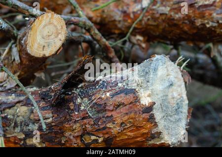 Cut a large pine tree into pieces. Close-up. Selective focus. Without people. Landscape photo layout Stock Photo