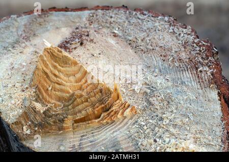 Sawdust and annual rings of an old tree. Harvesting firewood in a pine forest. Selective focus. Without people. Landscape photo arrangement. Stock Photo