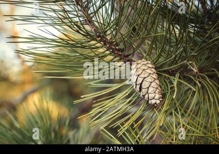 Completely Growing Pine Cone On A Branch Close. A ripe cone begins to throw seeds in the forest. Tearing off flakes. Close-up. Selective focus. Stock Photo