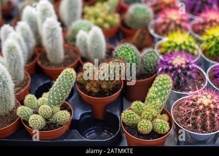 Small Cactus in pot. Collection of various cacti in brown pots.  houseplants decoration home. Lots of small cacti in pot Stock Photo