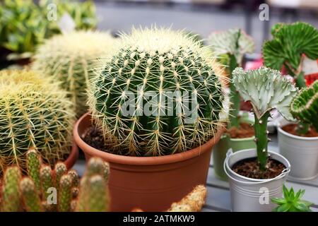 Big cactus in pot. Potted house plants decor.  home garden interior Stock Photo