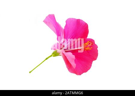 Pink hibiscus flower on white background Stock Photo