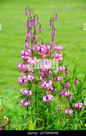 Pink Turk's cap lily in a garden Stock Photo