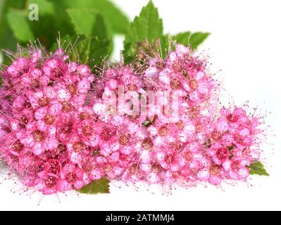 The Japanese meadowsweet Spiraea japonica with pink flowers isolated on white background Stock Photo