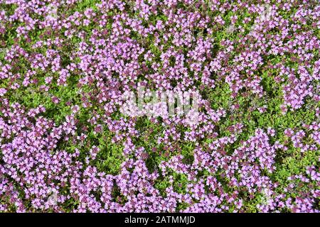 Creeping thyme Thymus praecox arcticus flowering in a garden Stock Photo