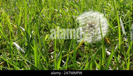 Bloomed dandelion in nature grows from green grass. dandelion closeup. Green nature background. Stock Photo