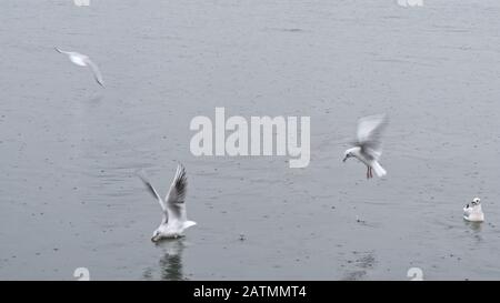 Seagulls flying over the Aegean sea in rainy day with raindrops at izmir city Turkey Stock Photo