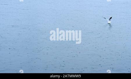 A one seagull landing to the sea in rainy day with raindrops in the sea water at izmir city Turkey Stock Photo