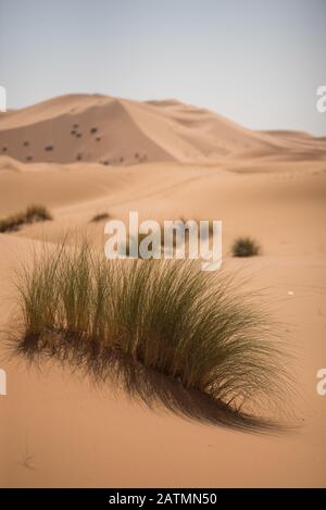 Plants in the dunes of the Moroccan Sahara desert. Stock Photo