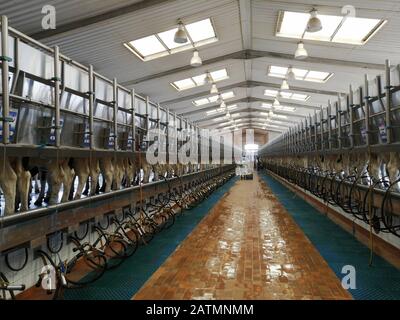 Inside of the milking parlour at the Almarai dairy farm during a milking session, Al Kharj, Saudi Arabia Stock Photo