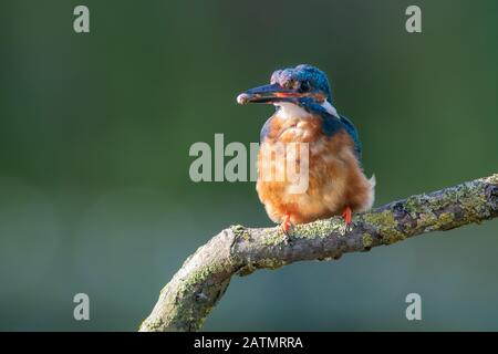 A male kingfisher, Alcedo atthis, is perched on a branch with a fish in its beak Stock Photo