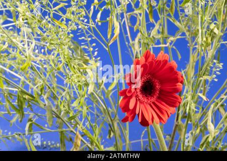 Red Gerbera flower blossom on green flower with blue background Stock Photo