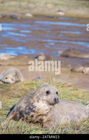 Donna Nook, Lincolnshire, UK – Nov 16 : A watchful grey seal on guard in the sand dunes on 16 Nov 2016 at Donna Nook Seal Sanctuary Stock Photo