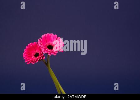 Two pink Gerbera flower blossom on blue background, copy-space Stock Photo