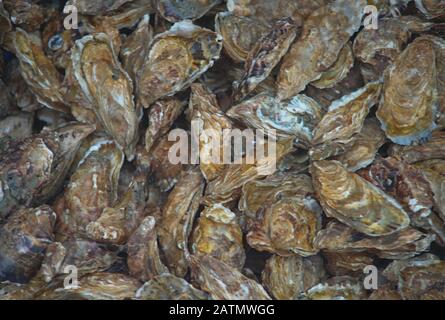 Many fresh oysters for sale at fish market in Cancale, France Stock Photo