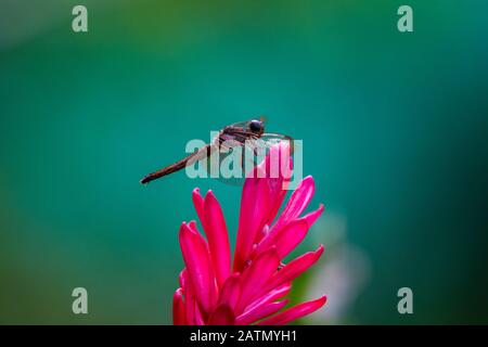Dark dragonfly on Alpinia purpurata, red ginger, also called ostrich plume and pink cone ginger, native Malaysian plant with showy flowers on long bri Stock Photo