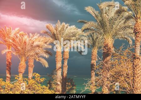 Palm grove on the shore of the Dead Sea against a dramatic sunset sky Stock Photo